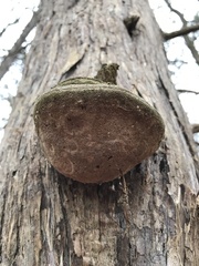 Pyrofomes juniperinus