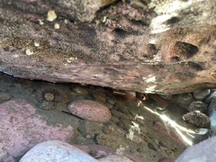 Evechinus chloroticus