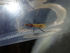 Leptomyrmex