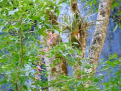 Tillandsia prodigiosa