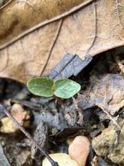 Bignonia capreolata