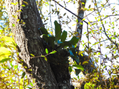 Stanhopea hernandezii