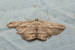 Euphronarcha luxaria