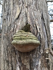 Pyrofomes juniperinus