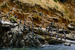 Phalacrocorax punctatus