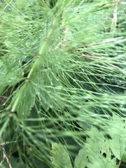 Equisetum sylvaticum