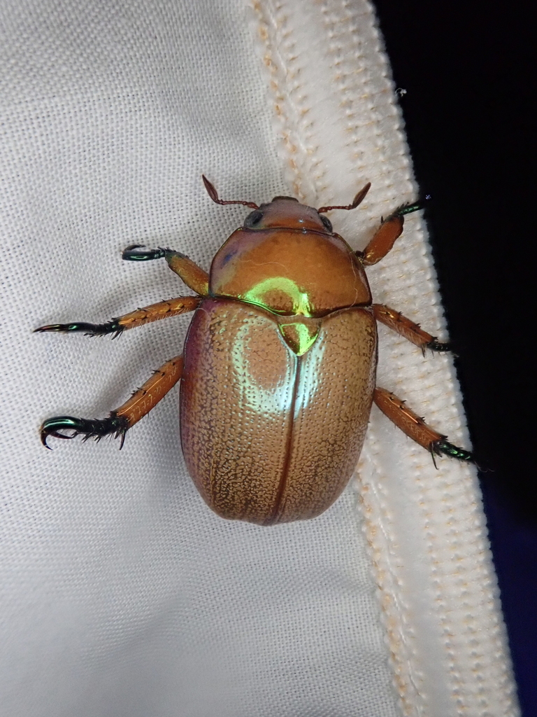 Anoplognathus rhinastus from Reservoir Trail, Mt Coot-tha on January 28 ...