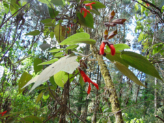 Salvia gesneriiflora