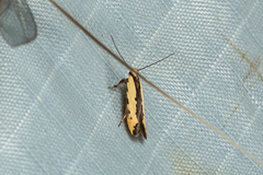 Ardozyga mesochra