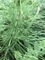 Equisetum sylvaticum