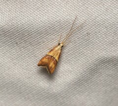 Crocanthes prasinopis