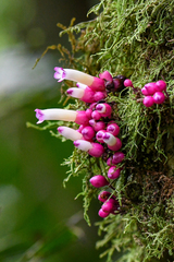 Schlegelia fastigiata