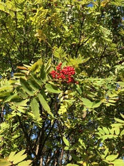 Sorbus decora