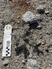 Dalea mollissima