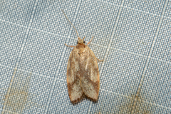 Oligoloba severa