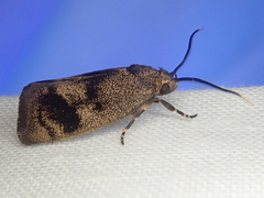 Pycnocera hypoxantha