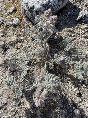 Dalea mollissima