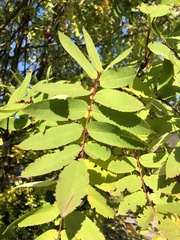 Sorbus decora