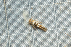 Hieromantis ephodophora