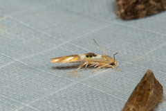 Hieromantis ephodophora
