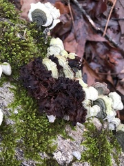 Phaeotremella frondosa