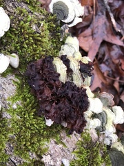 Phaeotremella frondosa