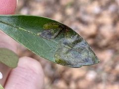 Phytomyza glabricola