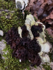 Phaeotremella frondosa