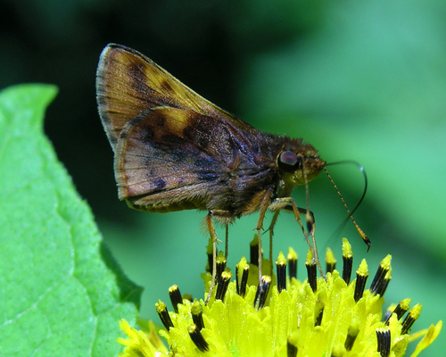 Moeris striga