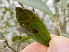 Phytomyza glabricola