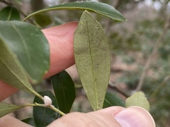 Phytomyza glabricola