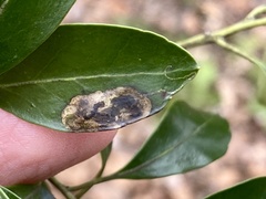 Phytomyza glabricola