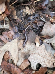 Plethodon angusticlavius