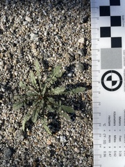 Chylismia claviformis