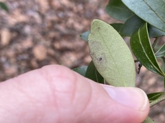 Phytomyza glabricola