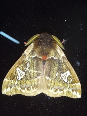 Dirphiopsis epiolina