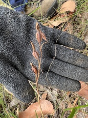 Calochilus paludosus