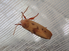 Cryptophasa rubescens