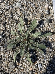 Chylismia claviformis