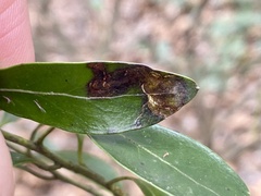 Phytomyza glabricola