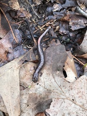 Plethodon angusticlavius