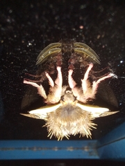 Dirphiopsis epiolina