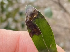 Phytomyza glabricola