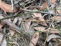 Calochilus paludosus