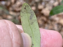Phytomyza glabricola