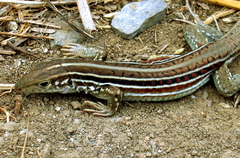 Medopheos edracanthus