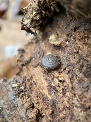 Triodopsis hopetonensis