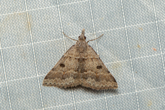 Dichromodes mesogonia