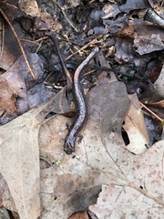 Plethodon angusticlavius