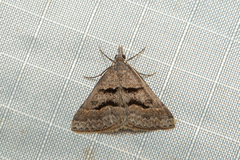 Dichromodes mesogonia